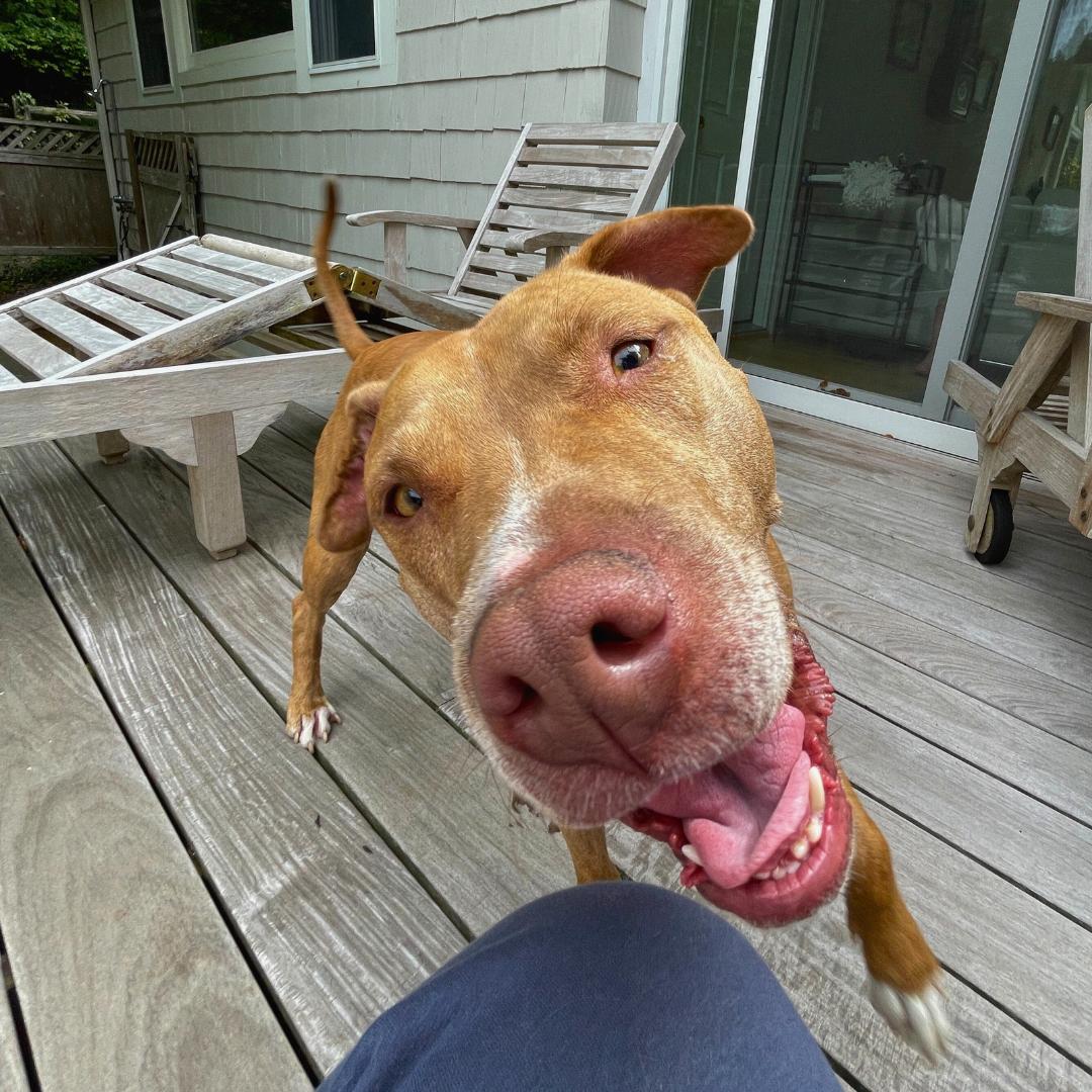 Jelly, a Adoptable Mixed Breed in MILFORD, CT image 2/6