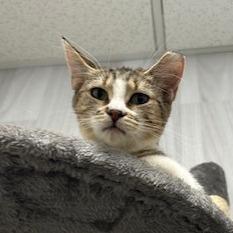 Enlarge Holly C007564, a Adoptable Domestic Short Hair in Prosper, TX image 1/3