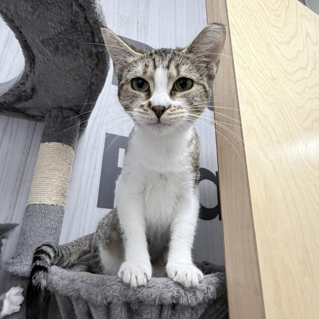 Enlarge Holly C007564, a Adoptable Domestic Short Hair in Prosper, TX image 2/3
