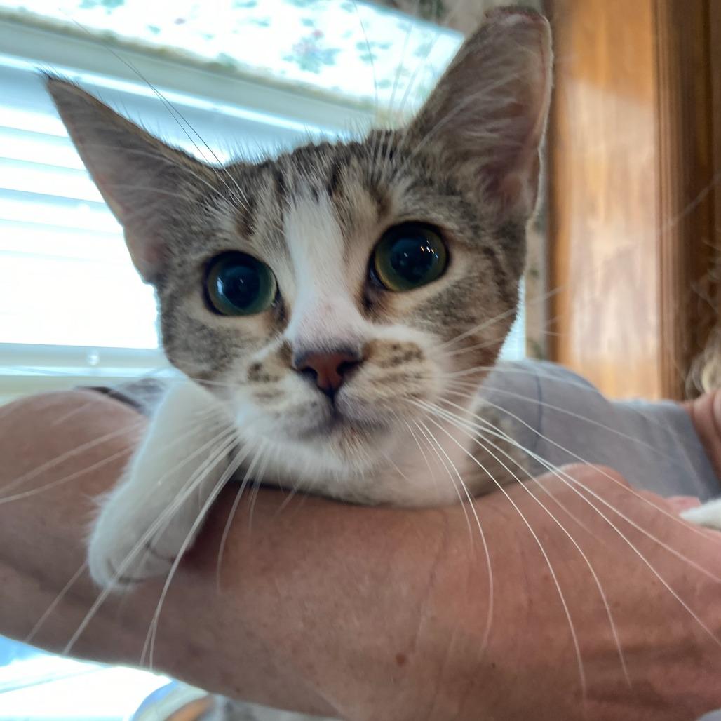 Holly C007564, Adoptable, Young Female Domestic Short Hair.