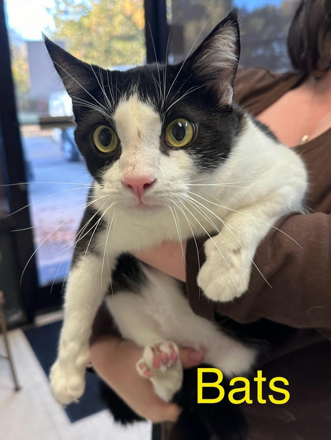 Bats, adopted, Adult Male Domestic Short Hair.