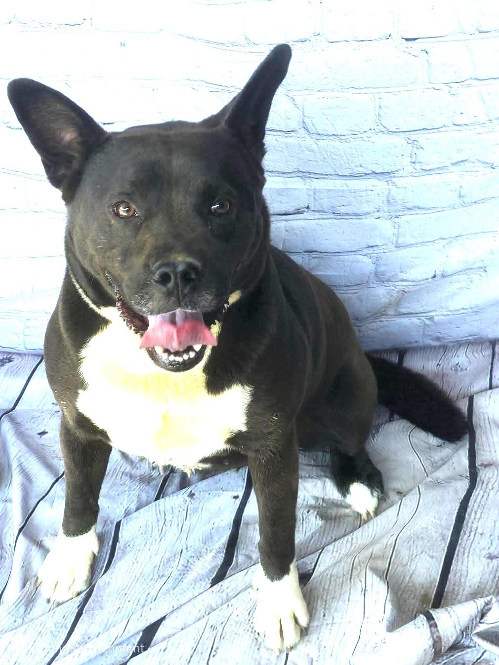 Tilly Sweet Little Lovable Tank of a Girl and has GREAT POINTED EARS