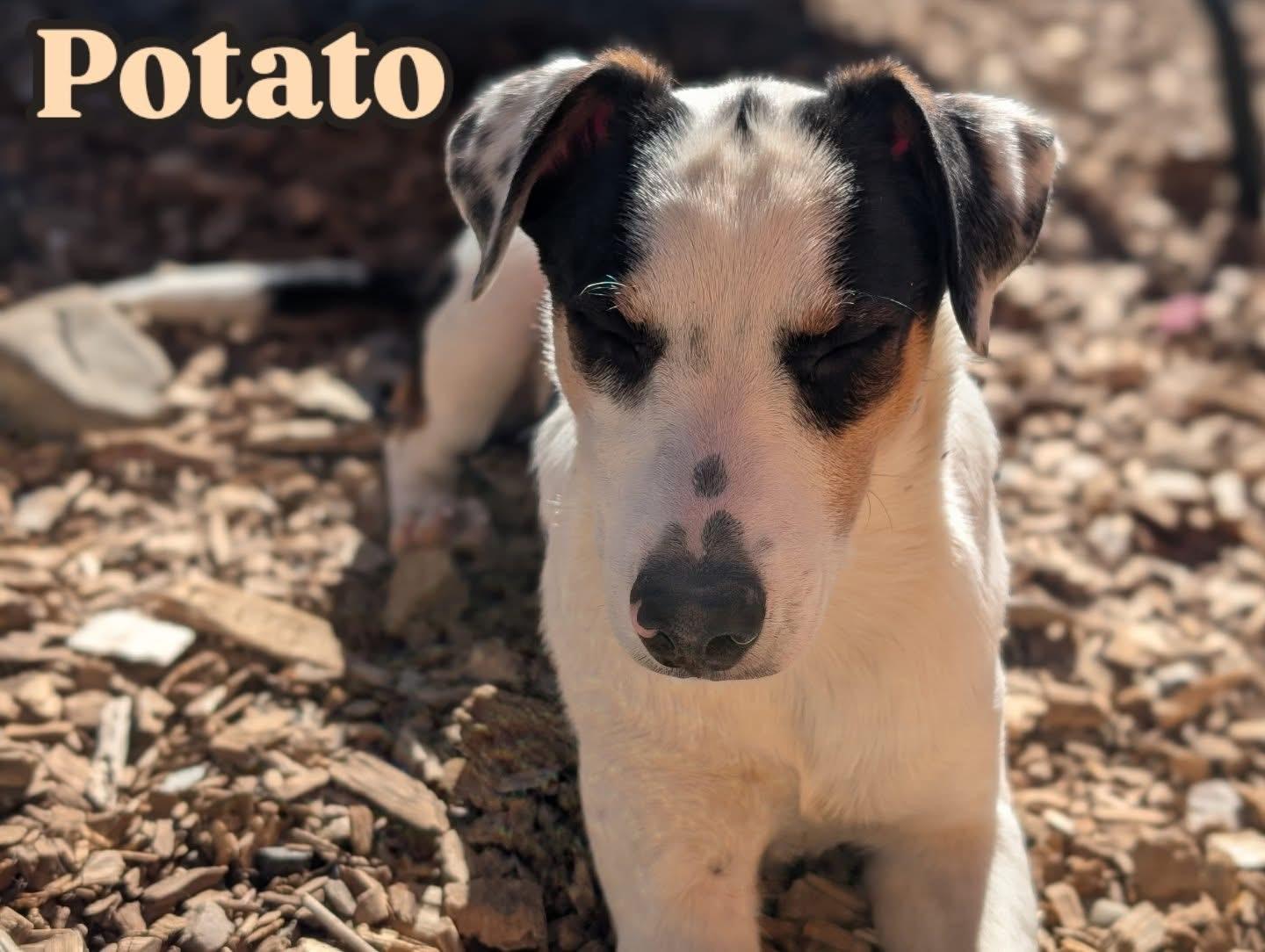 Potato, Adoptable, Puppy Male Australian Cattle Dog / Blue Heeler.