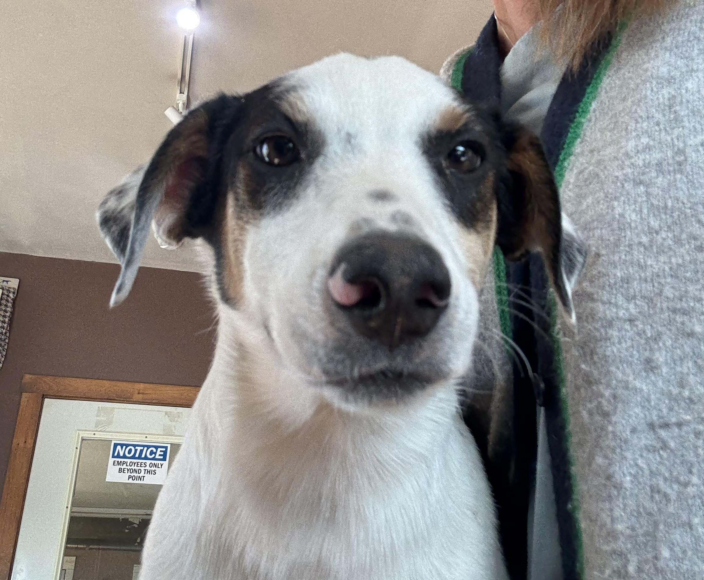 Enlarge Potato, a Adoptable mixed breed in Crested Butte , CO image 2/2