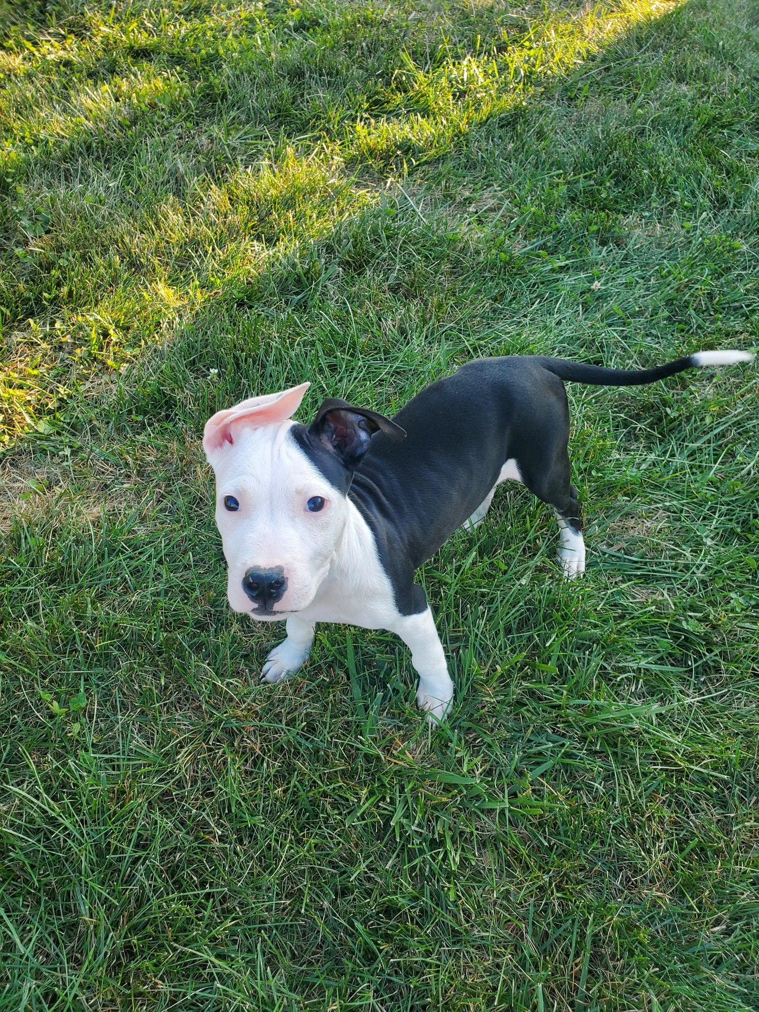 Bolero - Pre Adoption