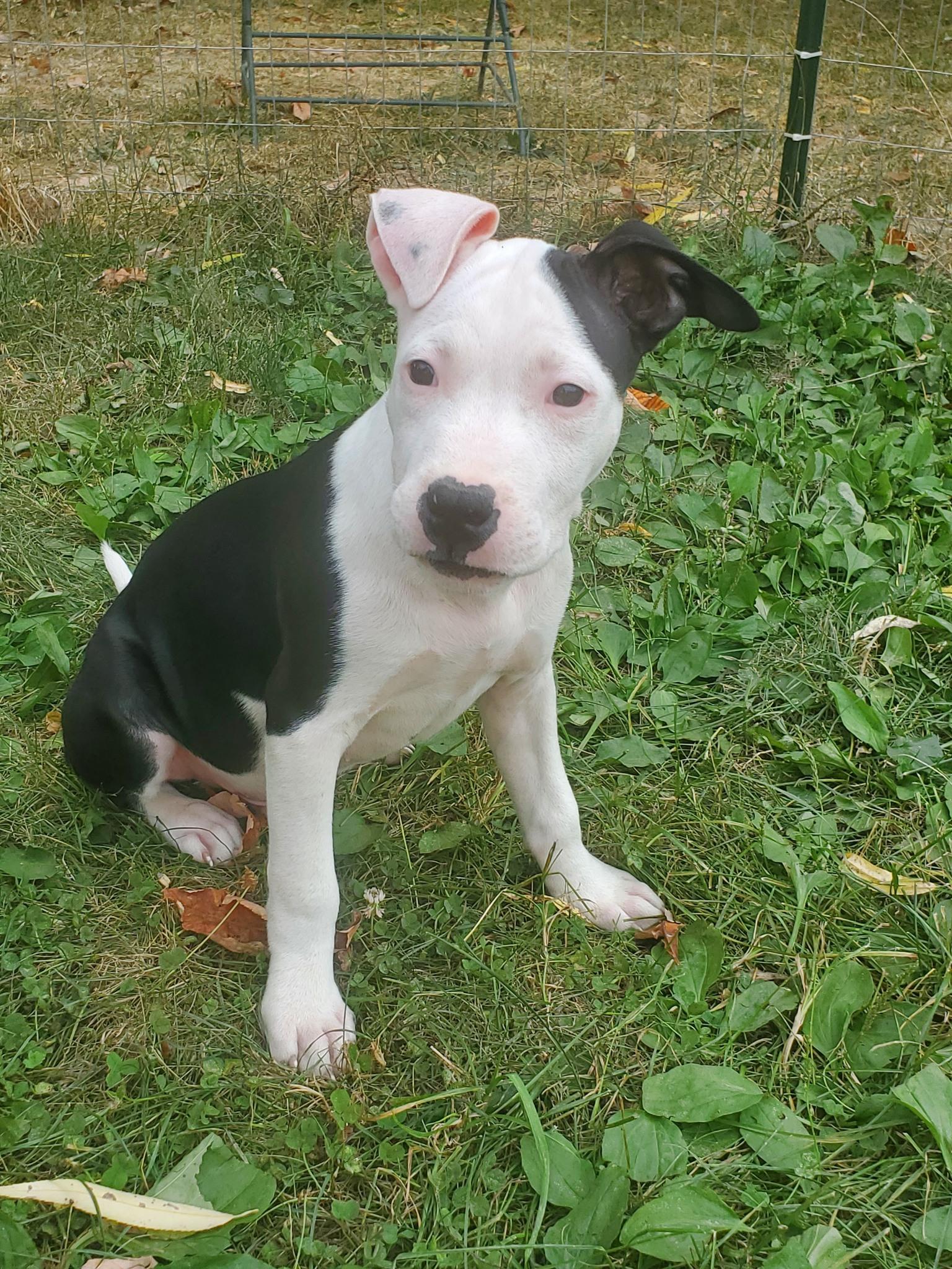 Bolero - Pre Adoption