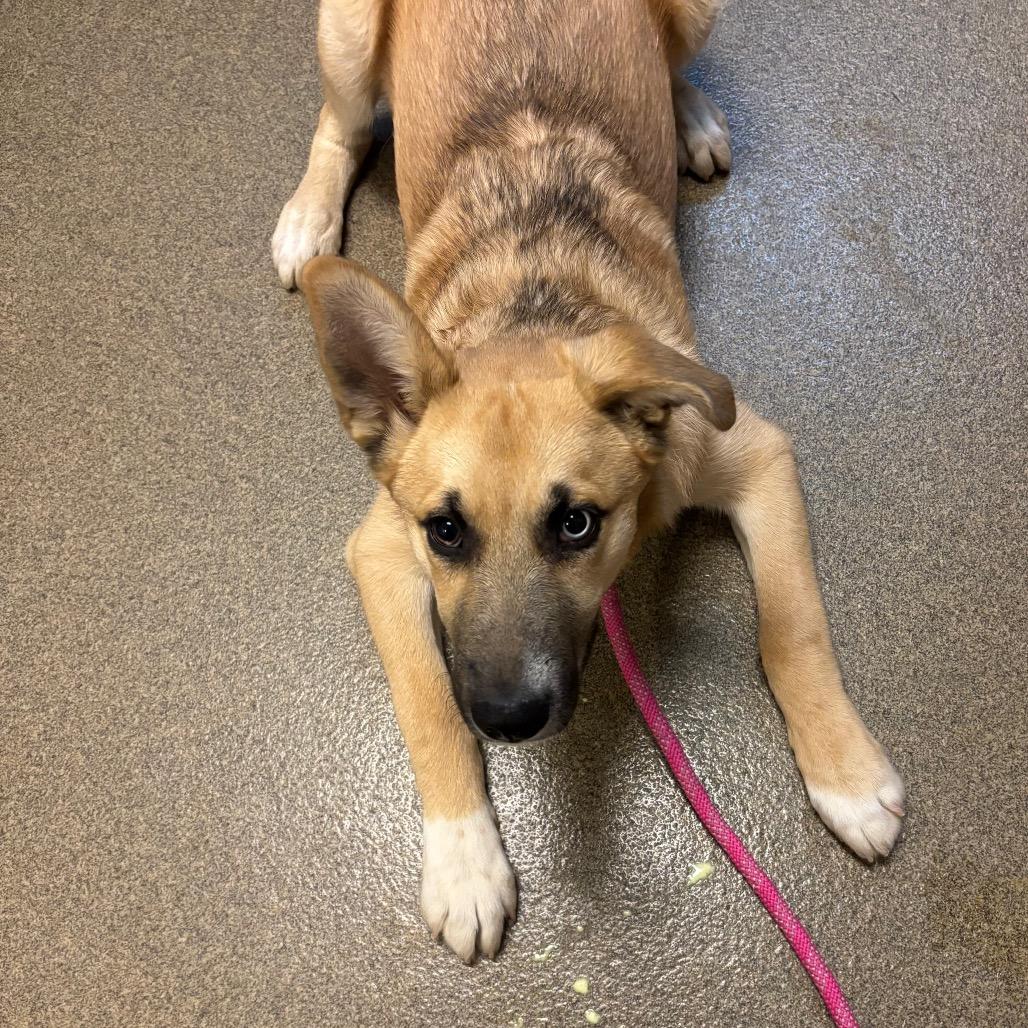 Griffin, Adoptable, Puppy Male Husky & German Shepherd Dog.