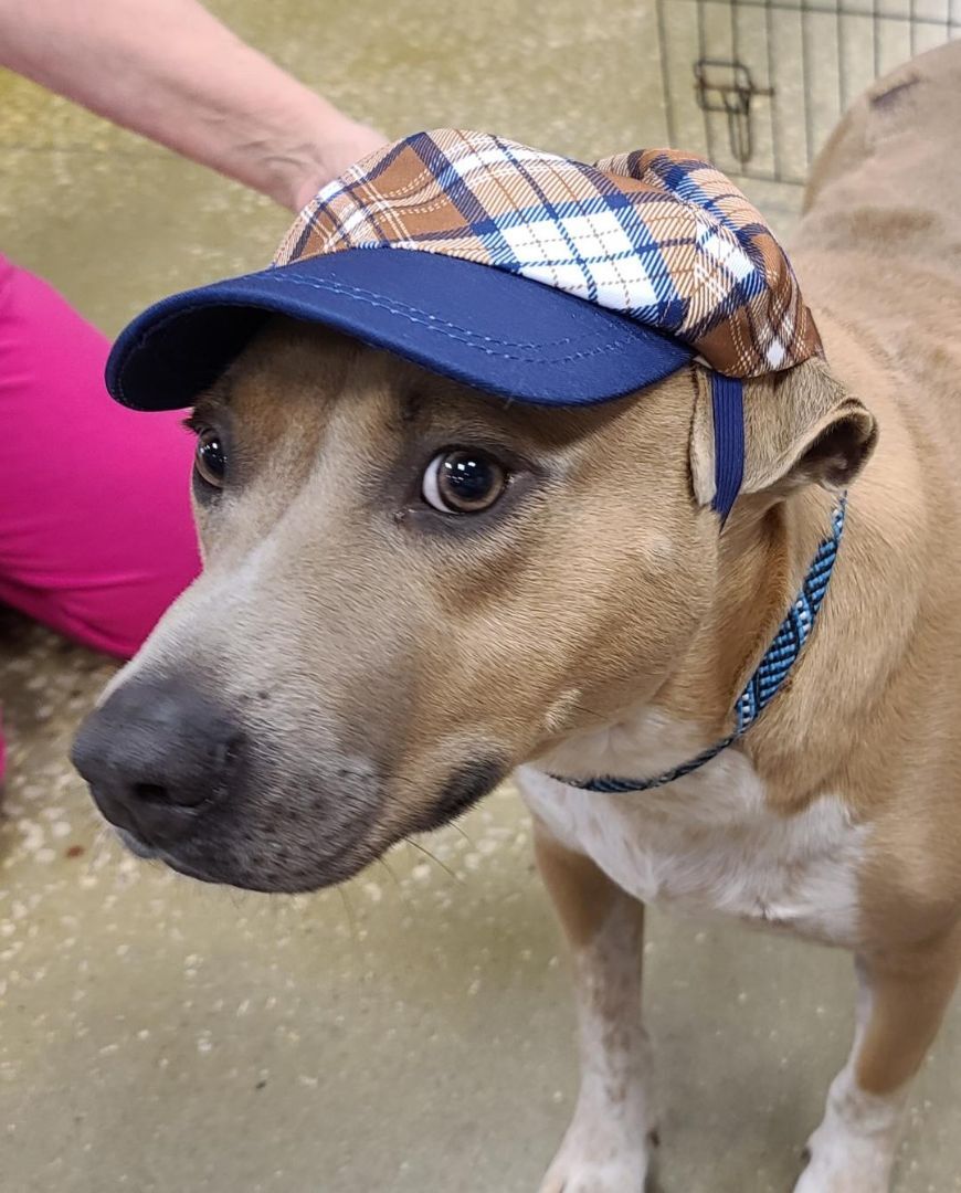 Enlarge Brinks, a Adoptable mixed breed in Silsbee, TX image 1/12