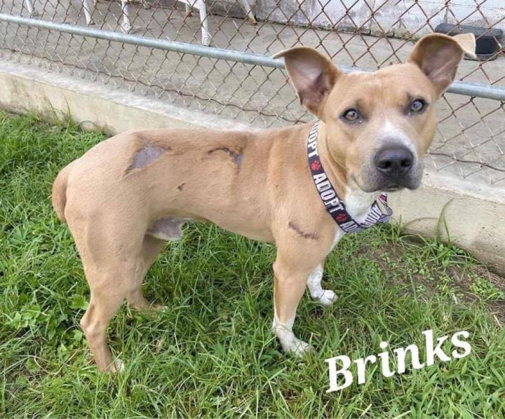 Enlarge Brinks, a Adoptable mixed breed in Silsbee, TX image 4/12