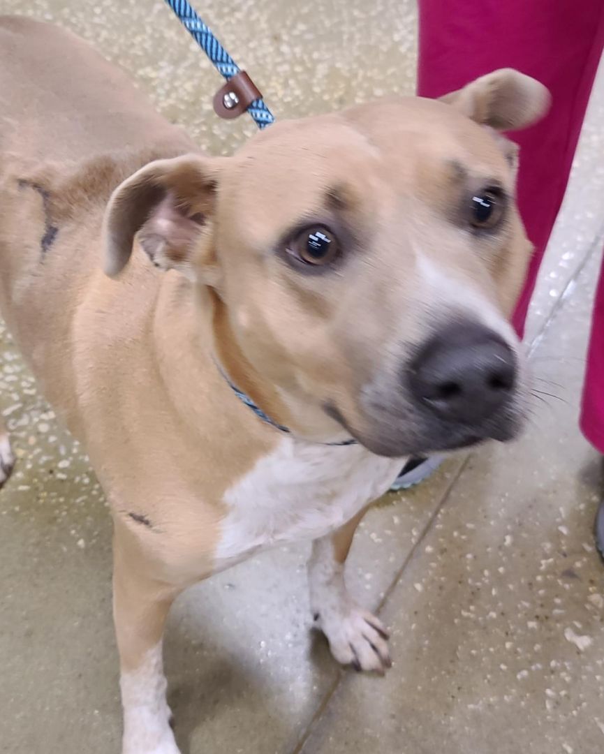 Enlarge Brinks, a Adoptable mixed breed in Silsbee, TX image 6/12