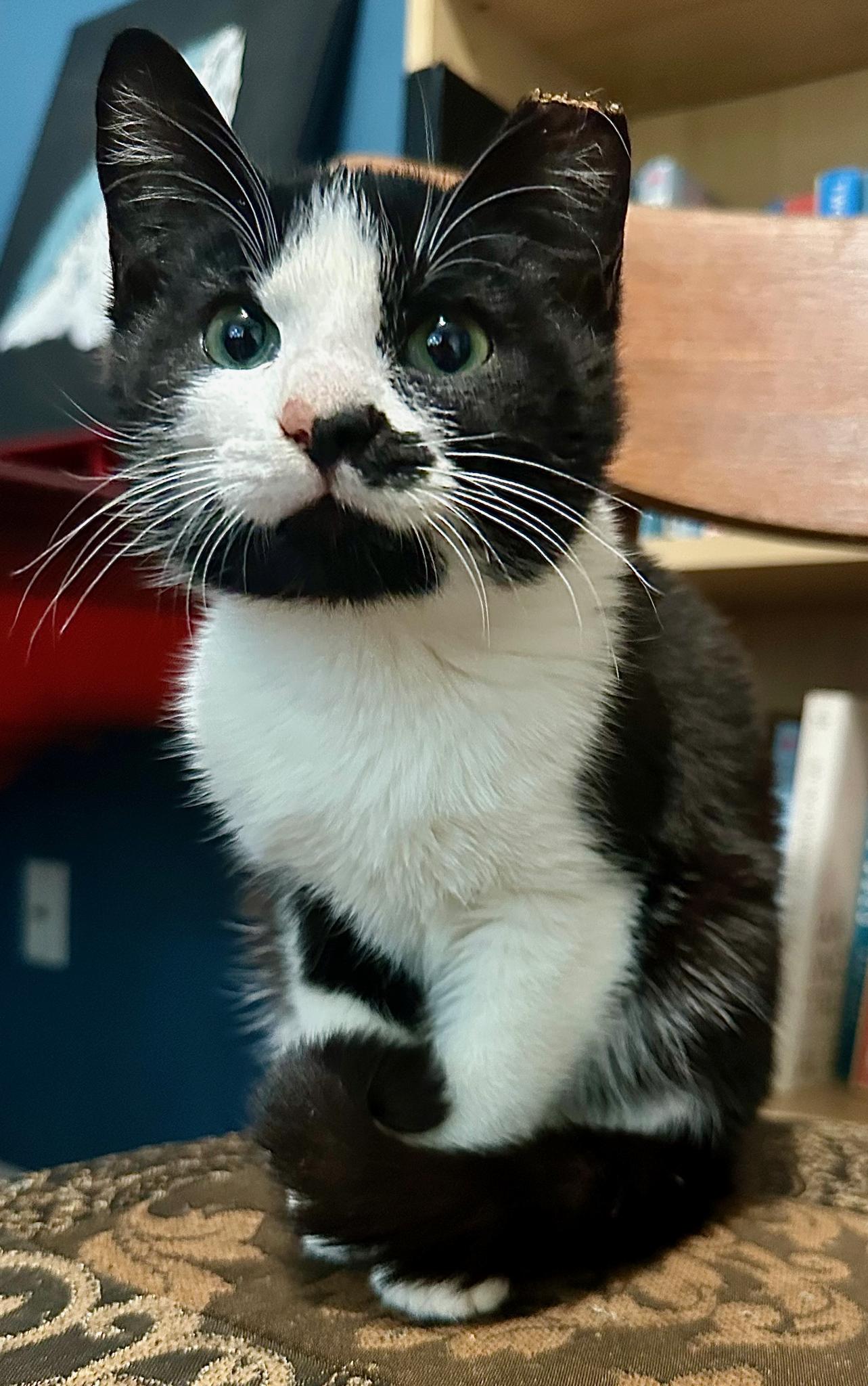 Enlarge Louie, a Adopted Domestic Short Hair in Damascus, OR image 1/1