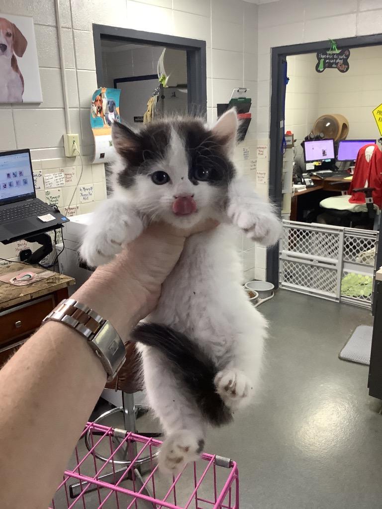 C1287-25, Adoptable, Young Female Domestic Short Hair.