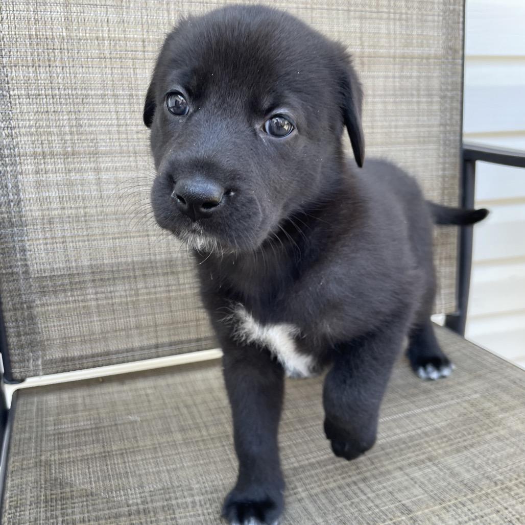 Lindsey, Adoptable, Puppy Female Shepherd & Mixed Breed.