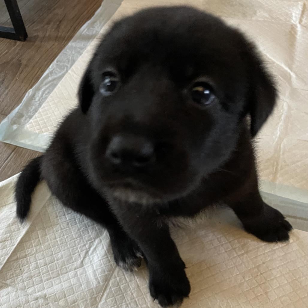 Enlarge Lindsey, a Adoptable mixed breed in Jarrettsville, MD image 2/6