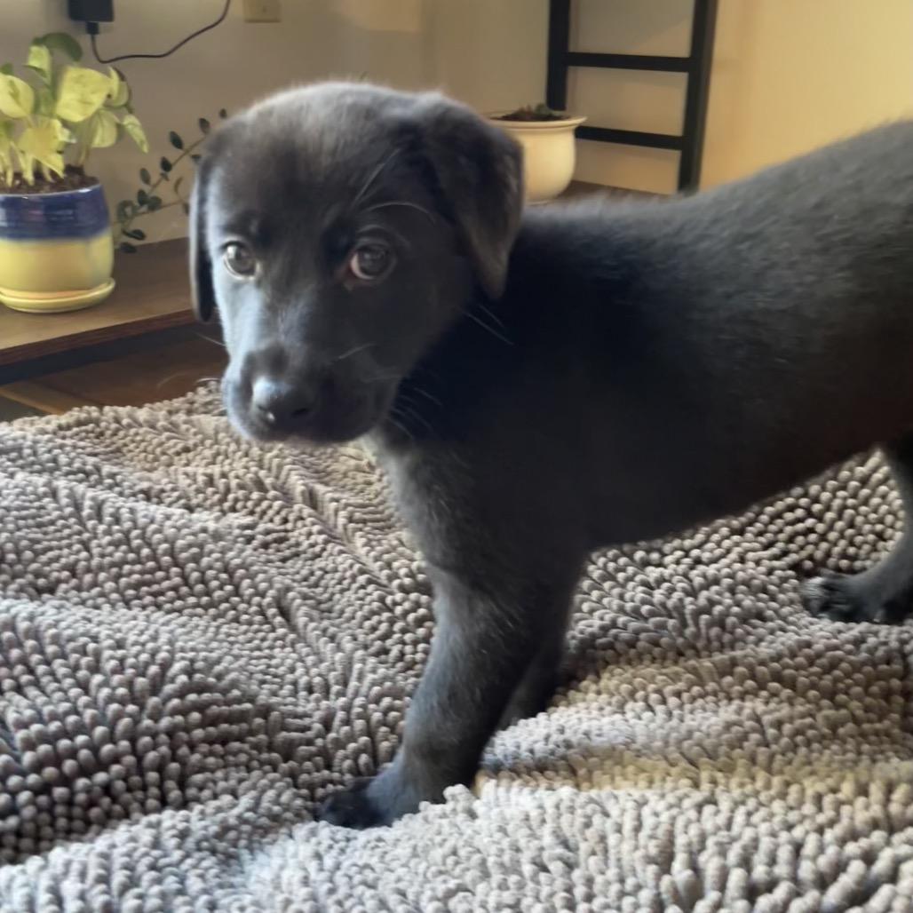 Enlarge Lindsey, a Adoptable mixed breed in Jarrettsville, MD image 3/6