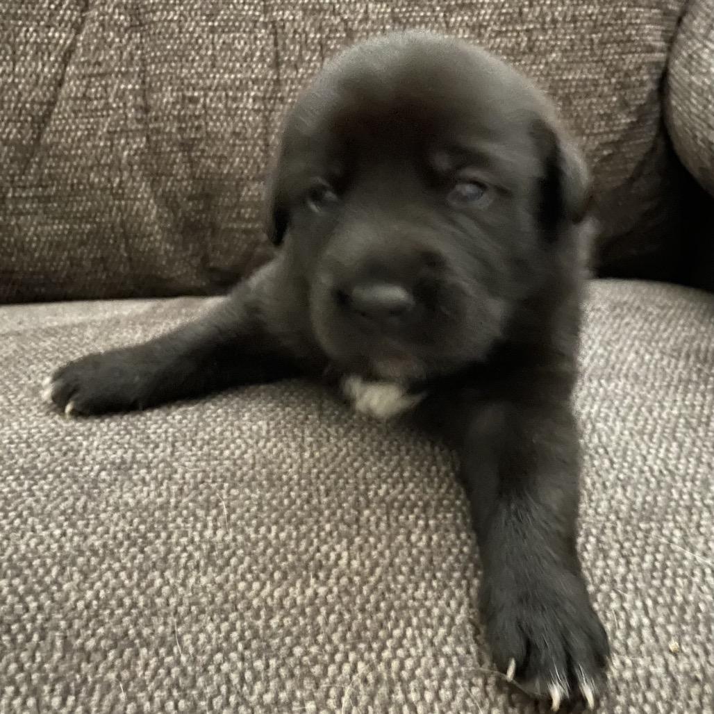 Enlarge Lindsey, a Adoptable mixed breed in Jarrettsville, MD image 4/6