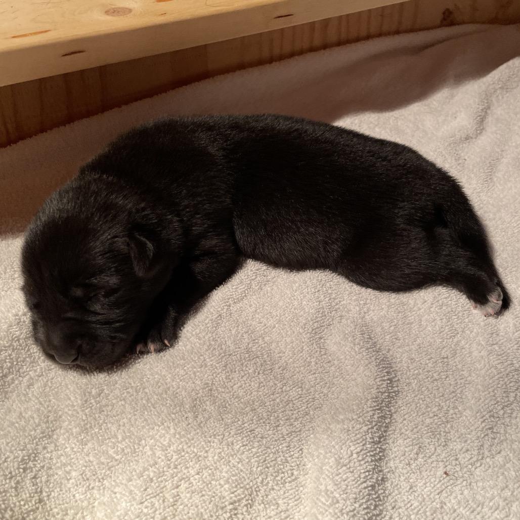 Enlarge Lindsey, a Adoptable mixed breed in Jarrettsville, MD image 5/6