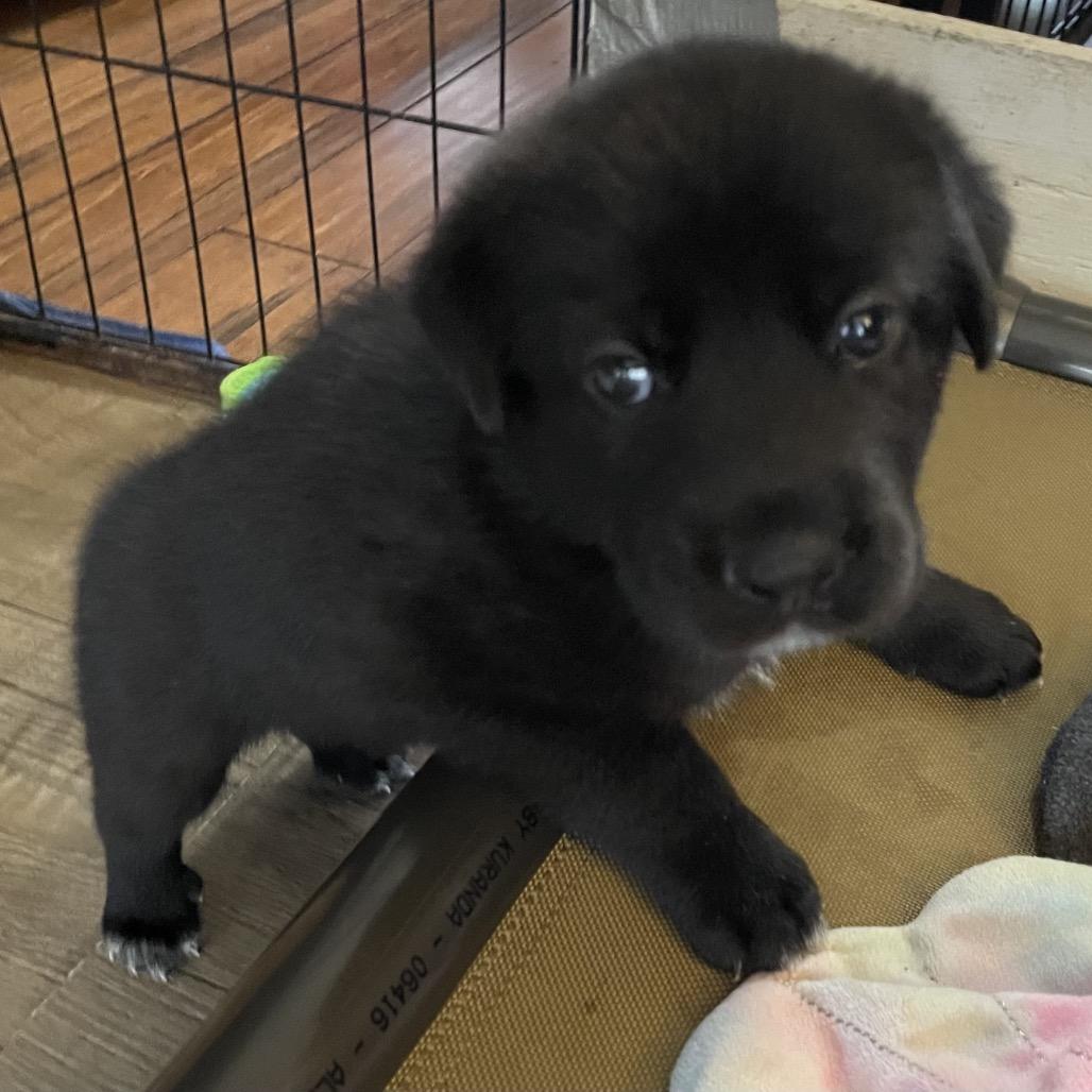 Enlarge Lindsey, a Adoptable mixed breed in Jarrettsville, MD image 6/6