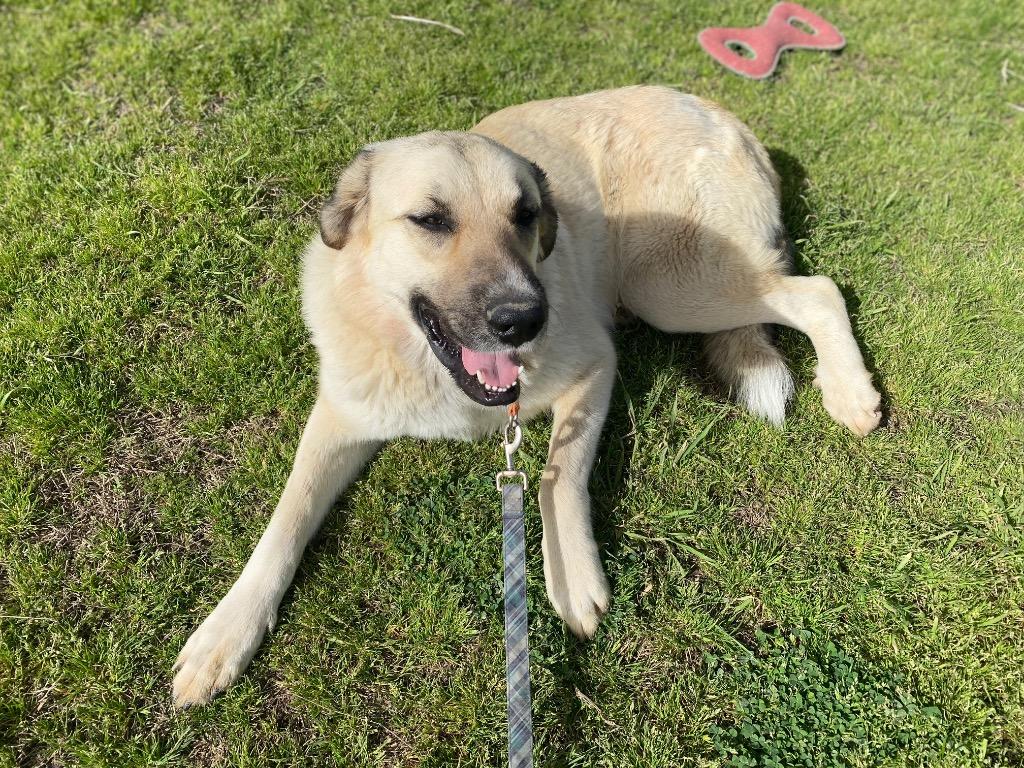 Enlarge Pretty Girl, a Adoptable mixed breed in Quinlan, TX image 1/3