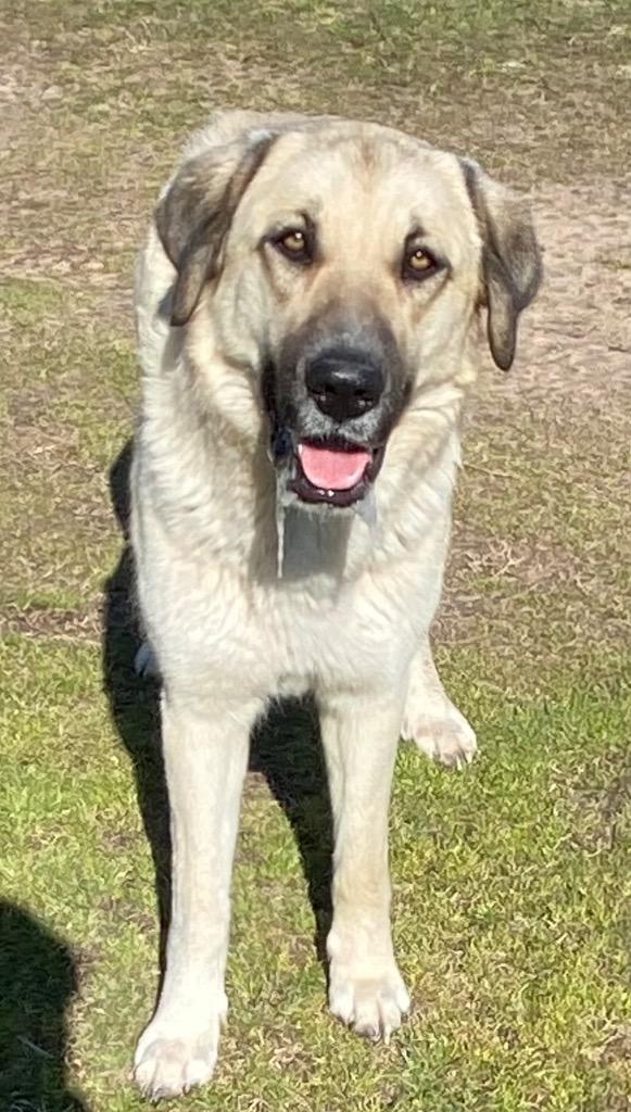 Enlarge Pretty Girl, a Adoptable mixed breed in Quinlan, TX image 3/3