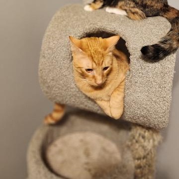 Enlarge MAROILLES aka Maro, a Adoptable Tabby in Flint, TX image 1/5