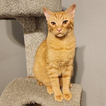 Enlarge MAROILLES aka Maro, a Adoptable Tabby in Flint, TX image 2/5