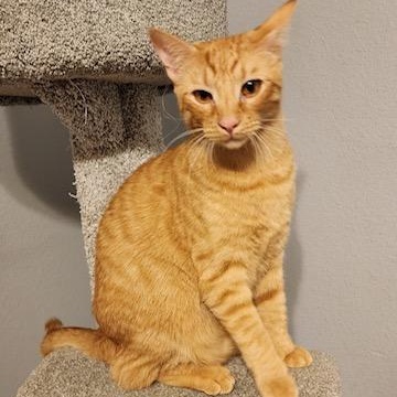 Enlarge MAROILLES aka Maro, a Adoptable Tabby in Flint, TX image 3/5