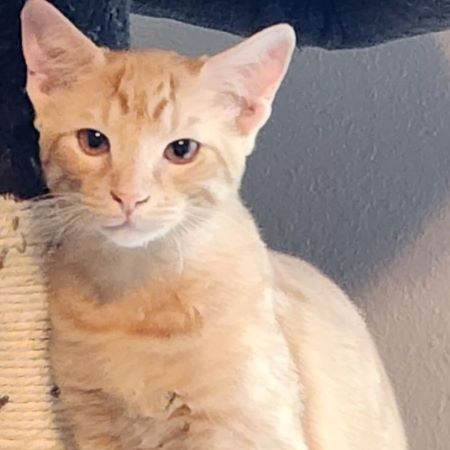 Enlarge MAROILLES aka Maro, a Adoptable Tabby in Flint, TX image 5/5