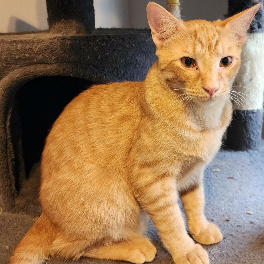 Enlarge MAROILLES aka Maro, a Adoptable Tabby in Flint, TX image 4/5