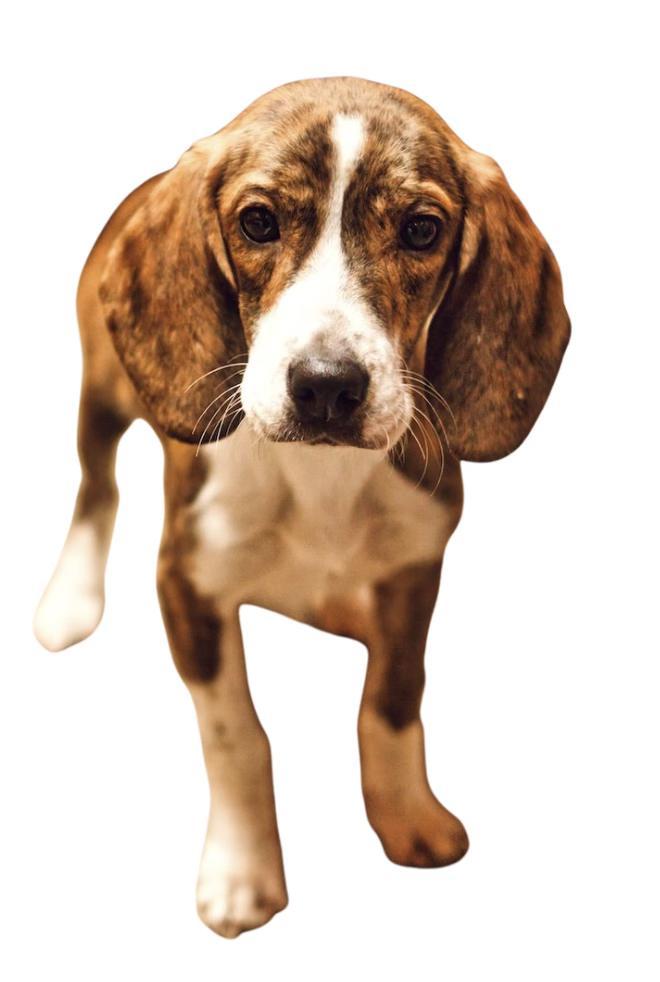 Jingle, ADOPTABLE, Puppy Male Beagle & Hound.