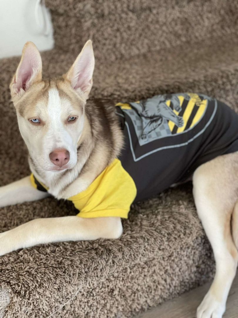 Bowser, Adult Male Husky