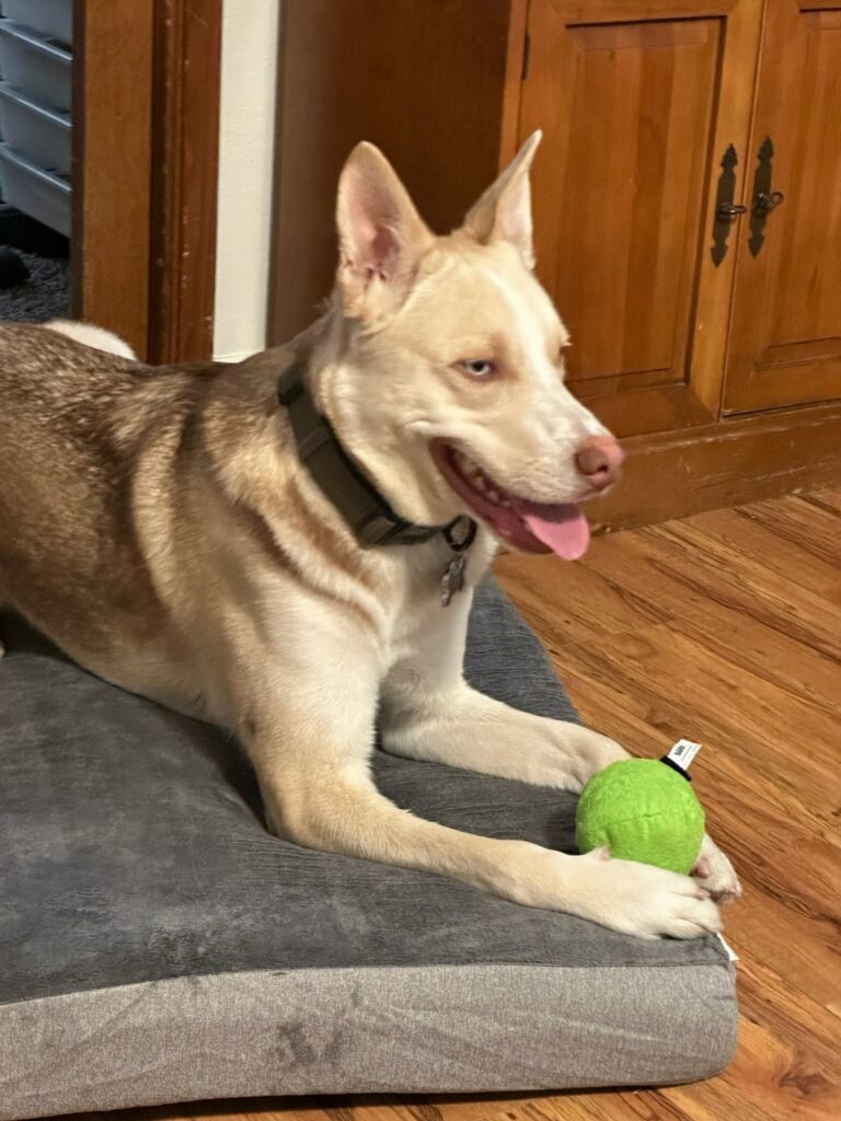 Bowser photo 4