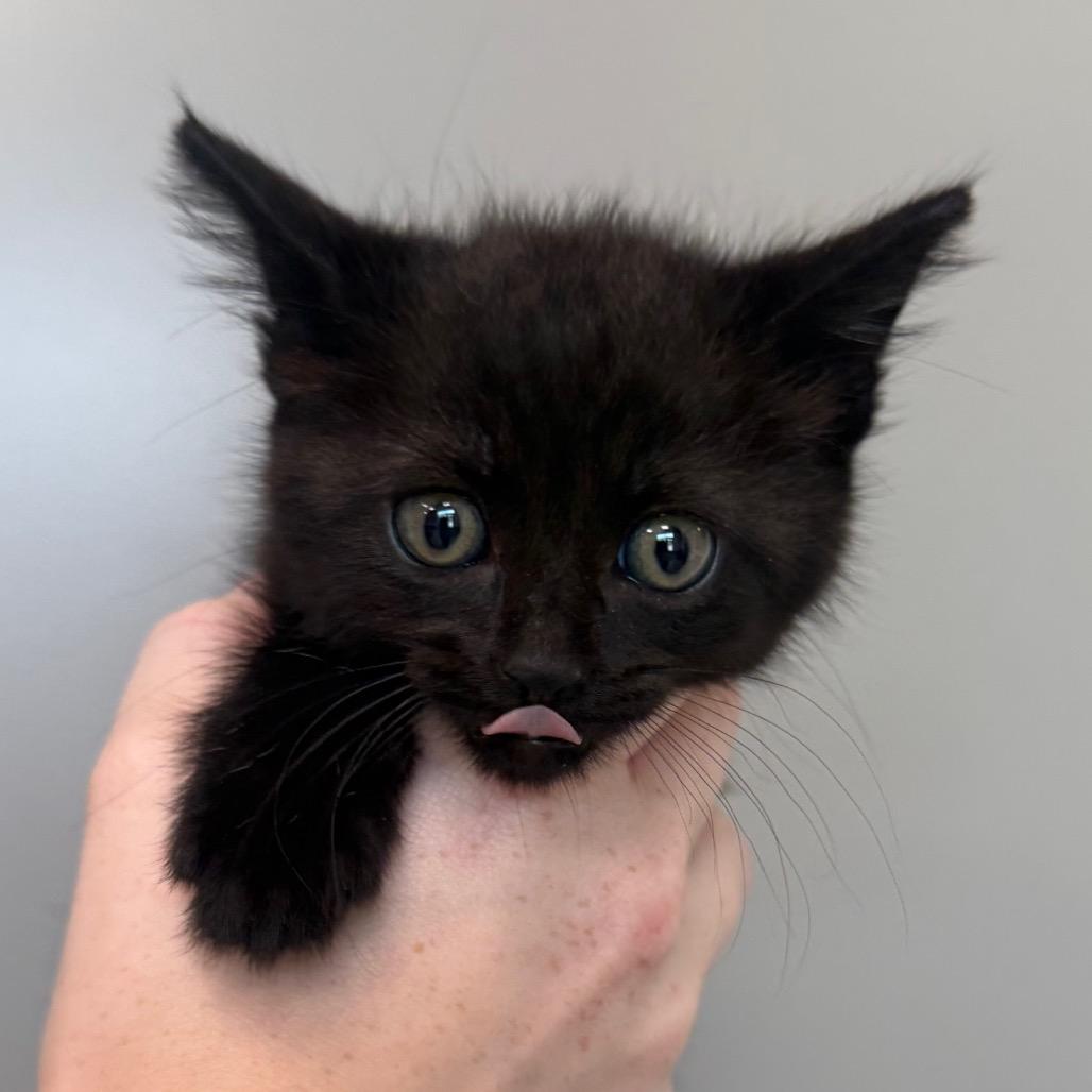 Waylon, Adoptable, Kitten Male Domestic Short Hair.