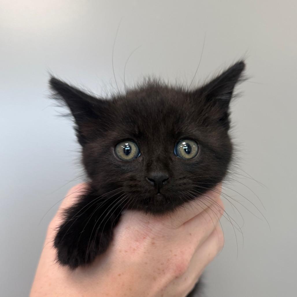 Enlarge Waylon, a Adoptable Domestic Short Hair in Sand Springs, OK image 2/2