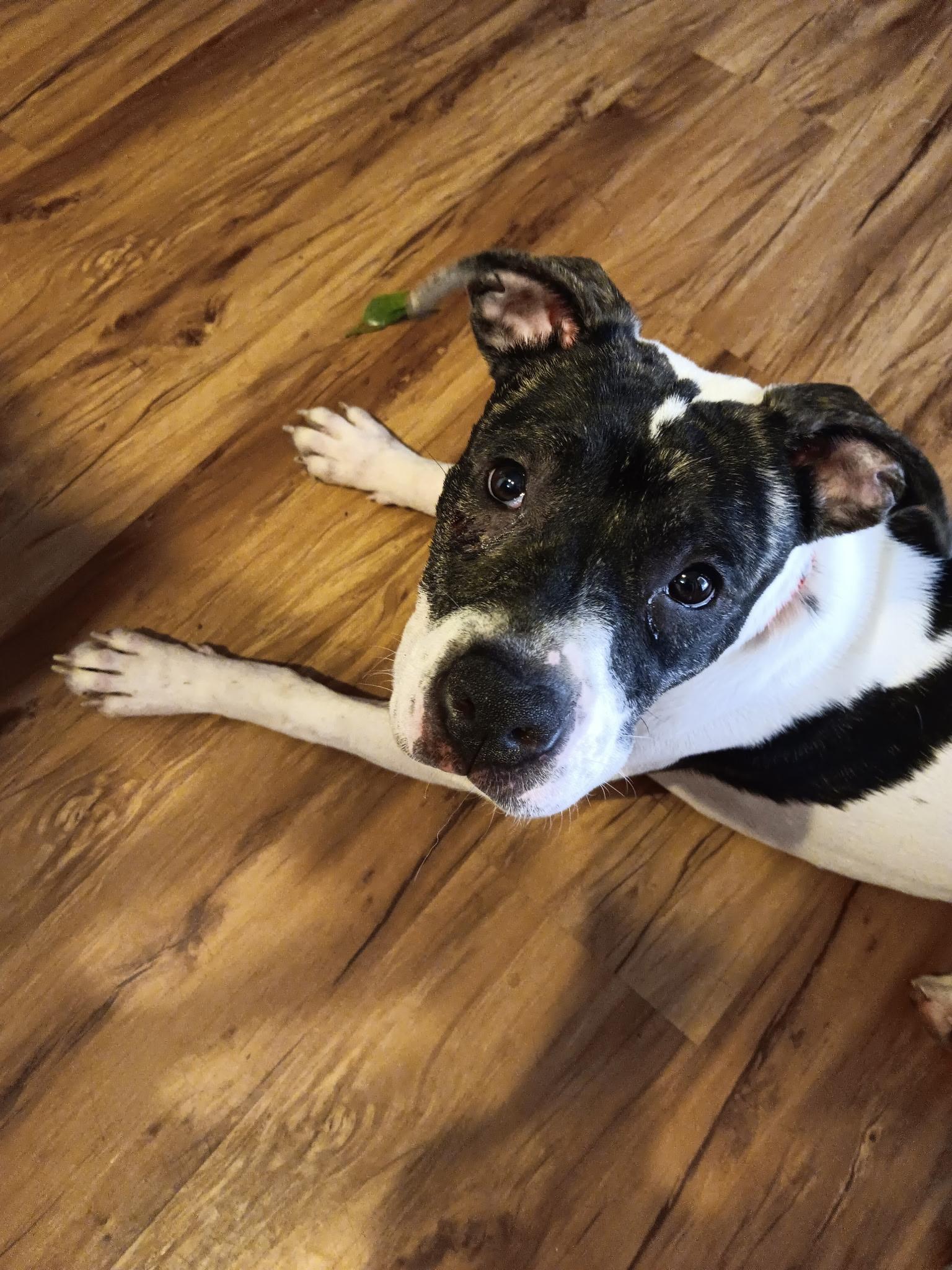 Enlarge Maggie (Ladybug), a Adoptable mixed breed in Mexico, MO image 2/3