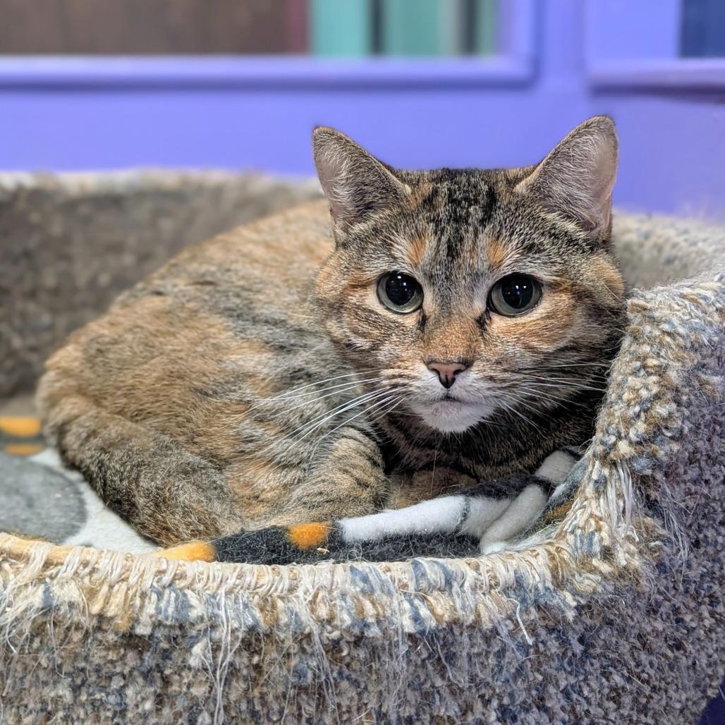 Gertie, Adoptable, Adult Female Domestic Short Hair.