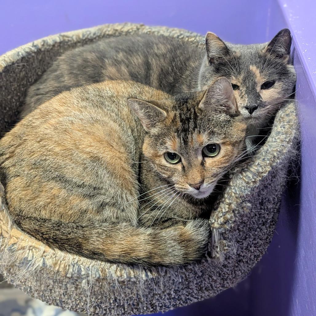 Enlarge Gertie, a Adoptable Domestic Short Hair in Buffalo, NY image 2/4