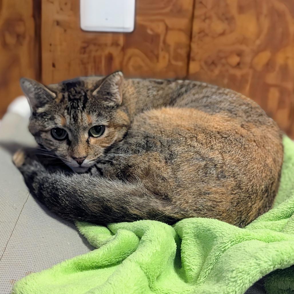 Enlarge Gertie, a Adoptable Domestic Short Hair in Buffalo, NY image 3/4