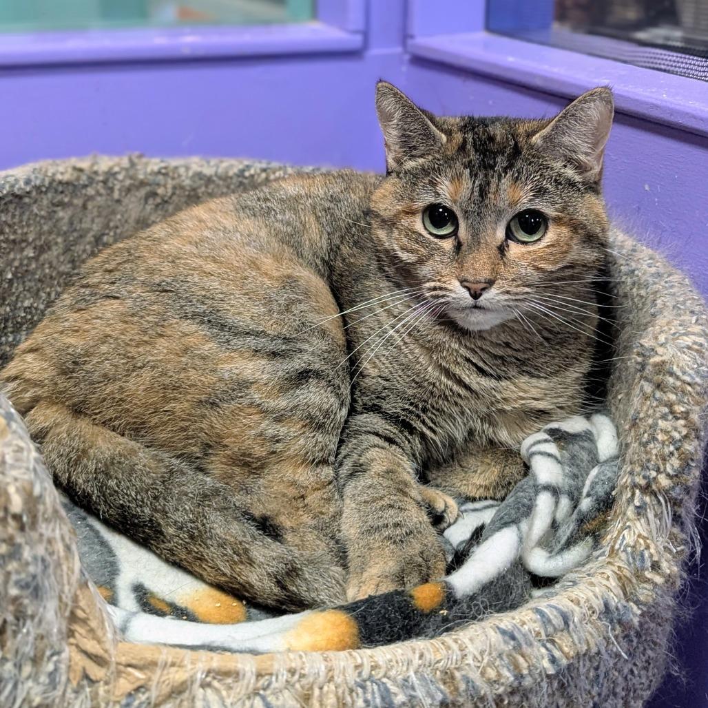 Enlarge Gertie, a Adoptable Domestic Short Hair in Buffalo, NY image 4/4