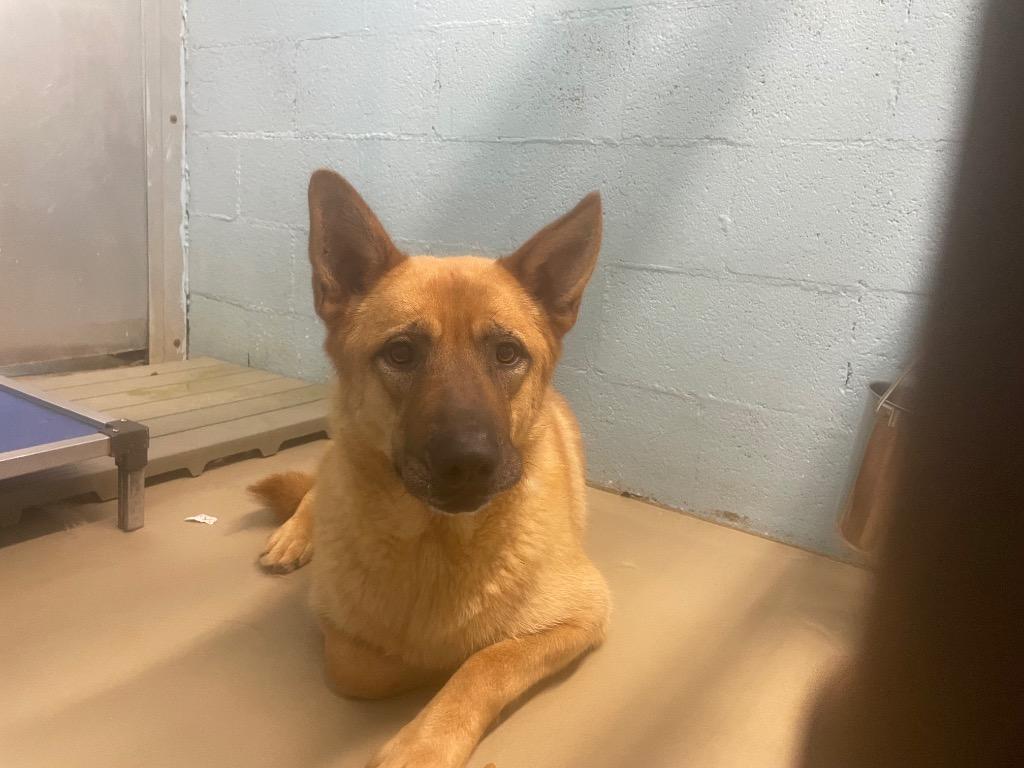 Rex, a Adoptable mixed breed in Blountville, TN image 1/3