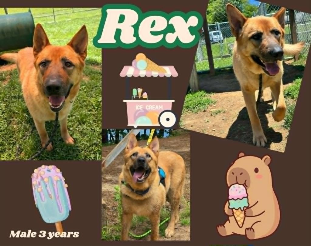 Rex, a Adoptable mixed breed in Blountville, TN image 2/3