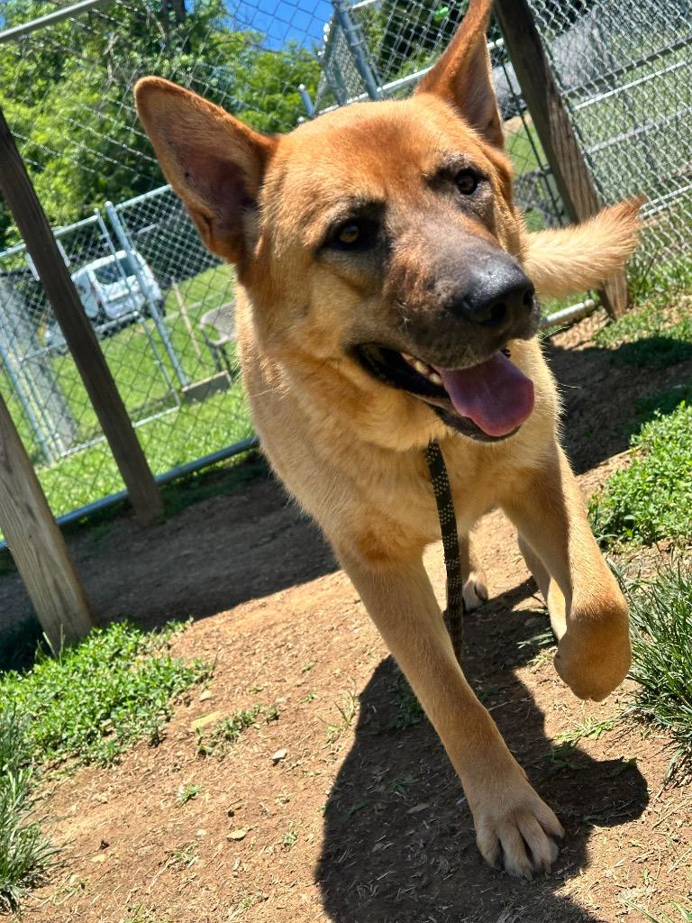 Rex, a Adoptable mixed breed in Blountville, TN image 3/3
