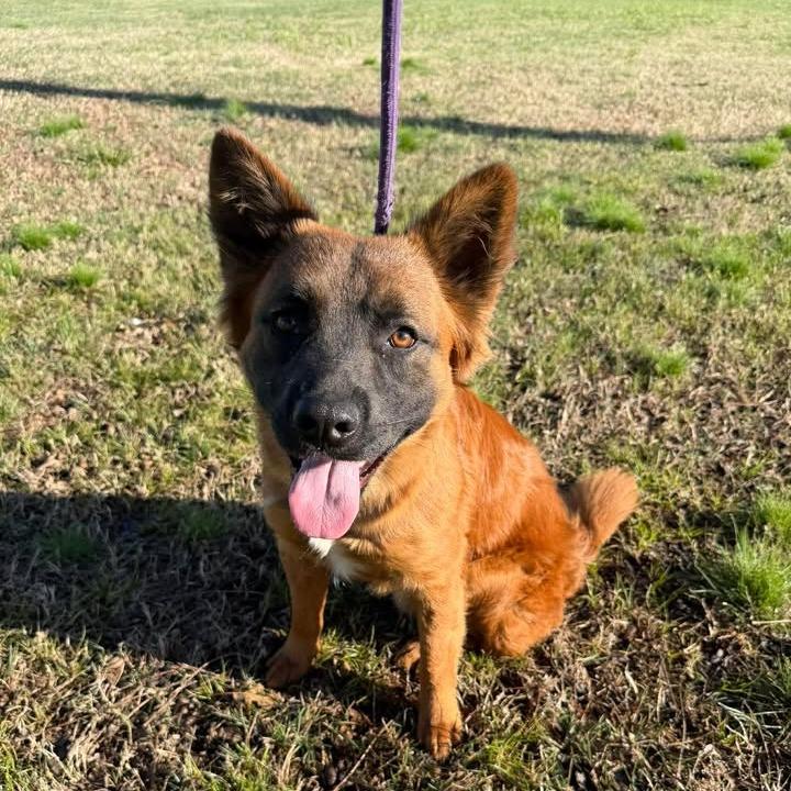 Rudy, Adoptable, Young Male Chow Chow & German Shepherd Dog.