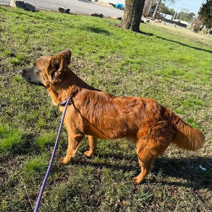 Enlarge Rudy, a Adoptable mixed breed in Vinita, OK image 2/4