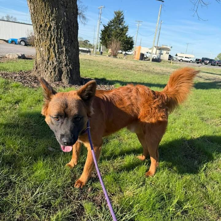 Enlarge Rudy, a Adoptable mixed breed in Vinita, OK image 3/4