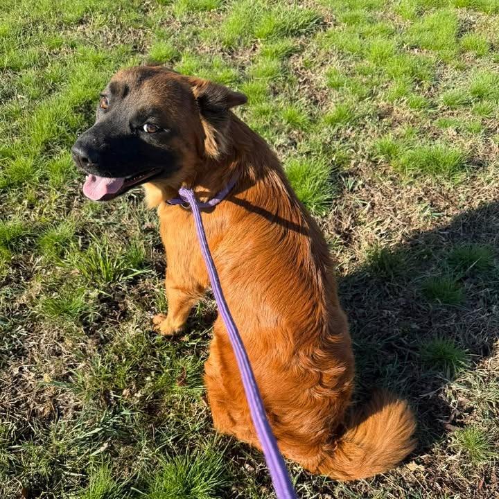 Enlarge Rudy, a Adoptable mixed breed in Vinita, OK image 4/4