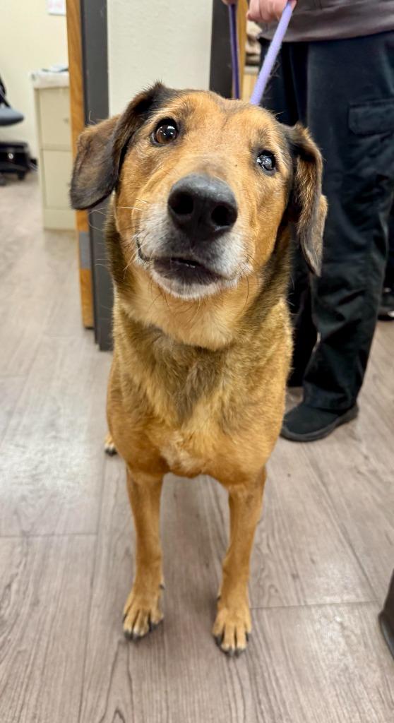 Marley, Adoptable, Adult Female Collie & Hound.