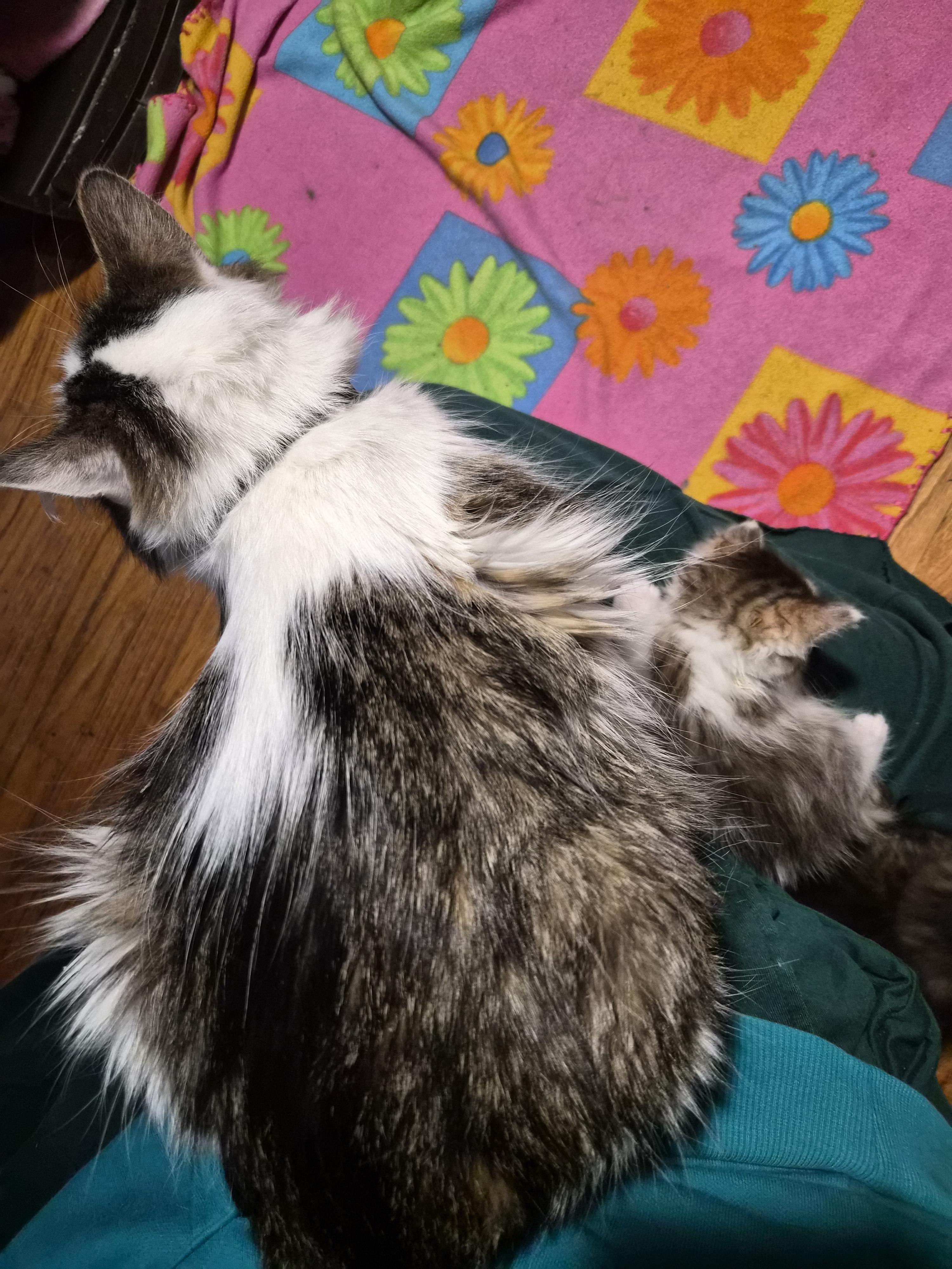 Enlarge Cinnamon, a Adoptable Domestic Short Hair in Waverly, IA image 3/4