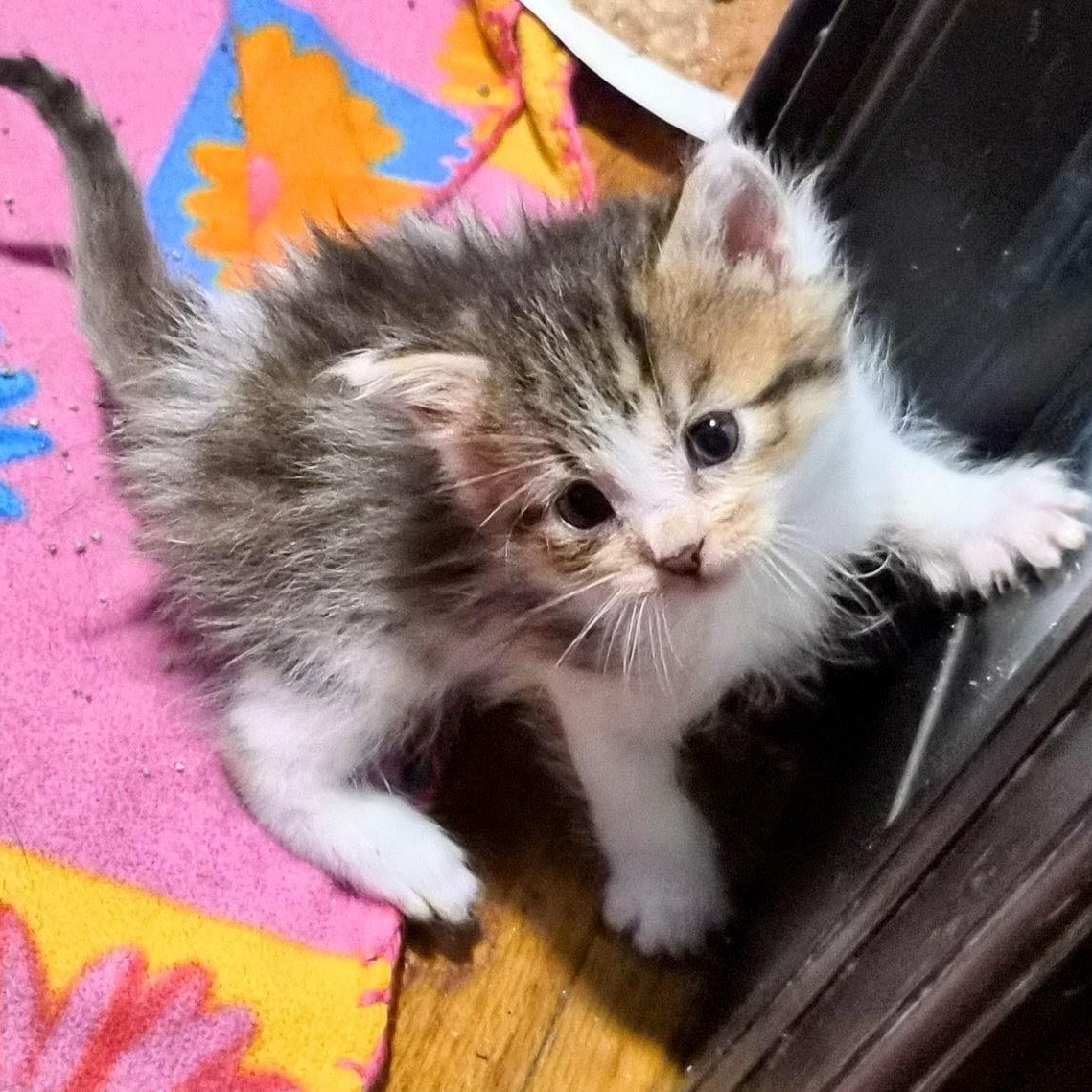 Cinnamon, Adoptable, Kitten Male Domestic Short Hair.