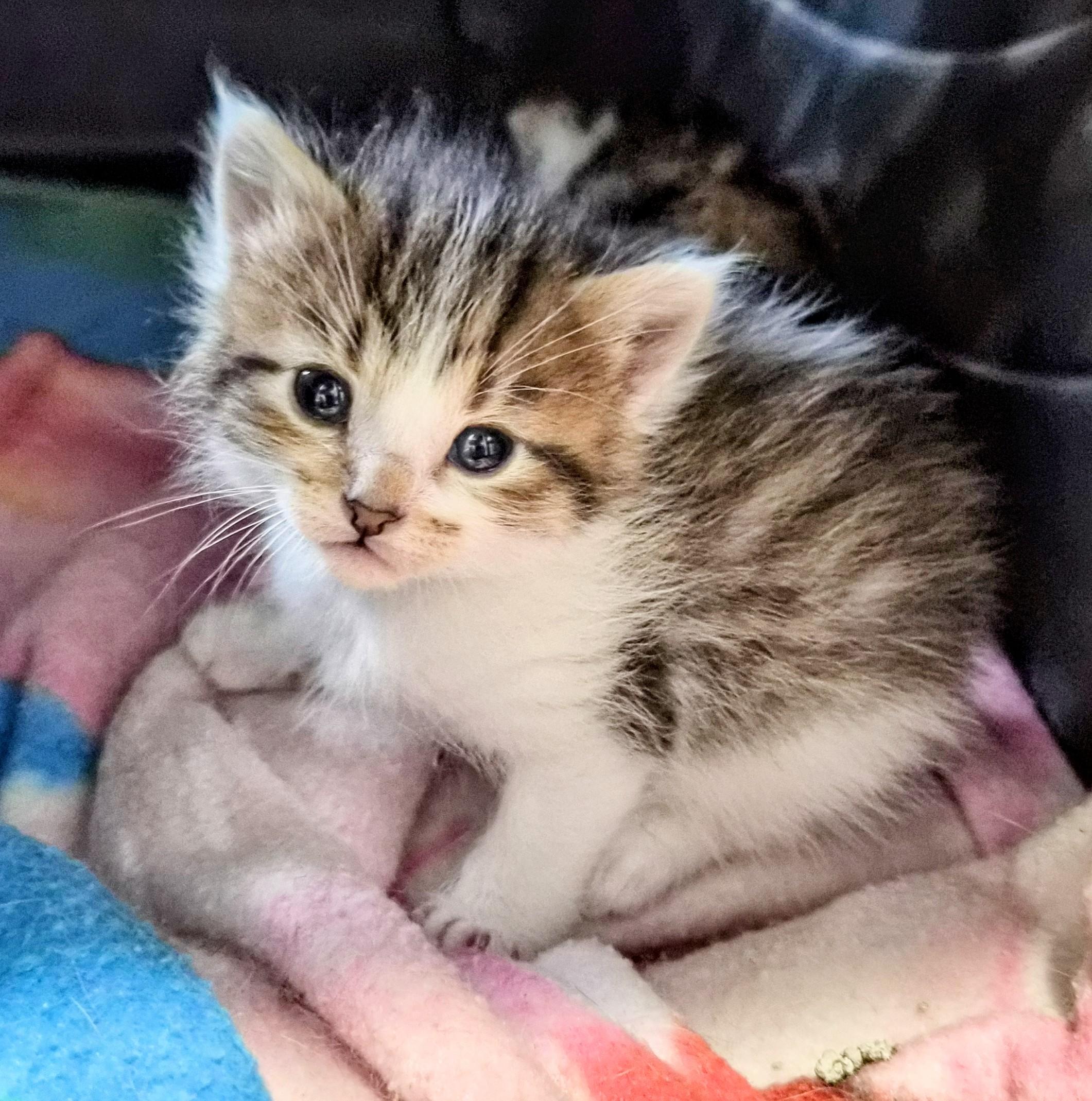 Enlarge Cinnamon, a Adoptable Domestic Short Hair in Waverly, IA image 2/4